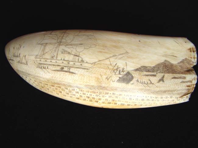 A large scrimshawed Sperm Whale's Tooth depicting a Whaling hunt off the 'Feegee' Islands.